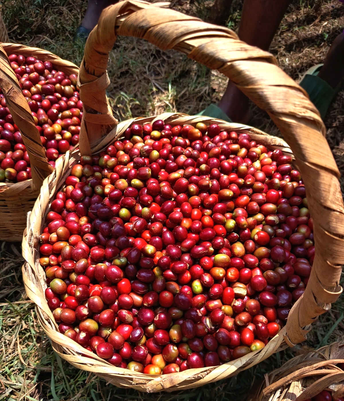 Coffee from Etiopia - Coffee harvest calendar