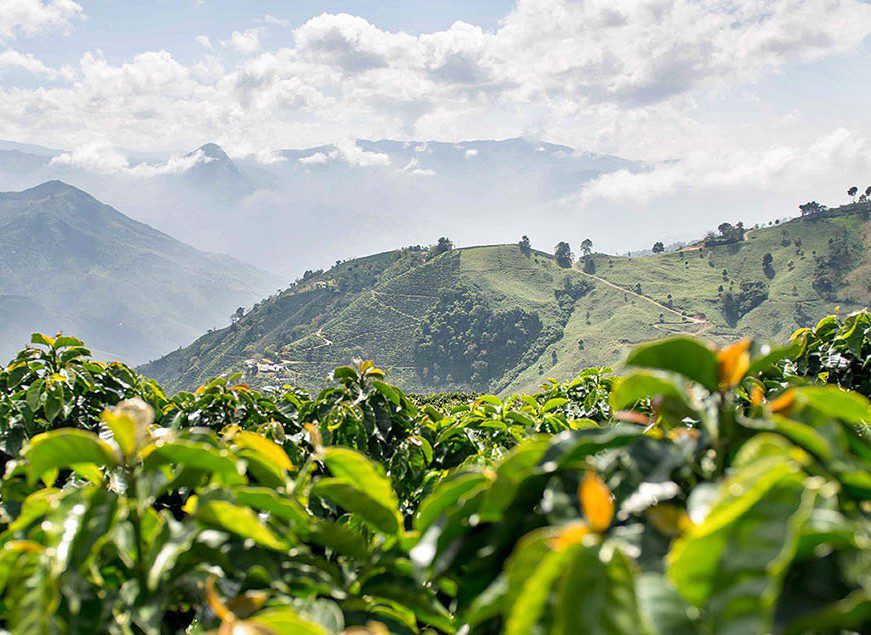 cafe_verde_de_especialidad
